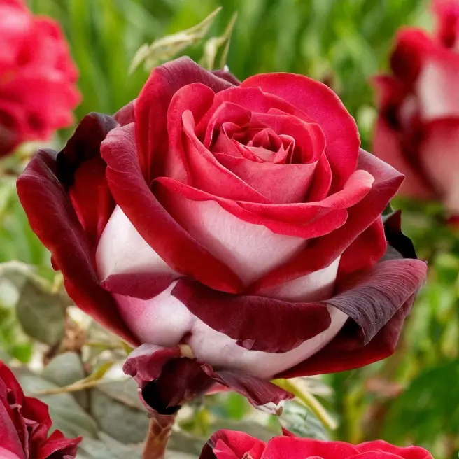 Чайно-гібридна троянда з нашого міксу